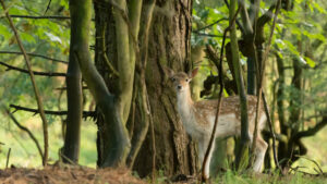 046-2014-08-24 Waterleidingduinen