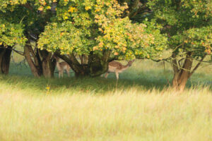 042-2014-08-24 Waterleidingduinen