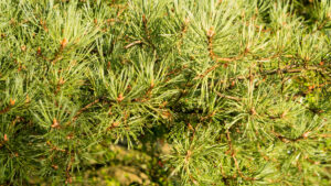 060-2014-08-24 Waterleidingduinen