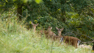 106-2014-08-24 Waterleidingduinen
