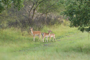 086-2014-08-24 Waterleidingduinen