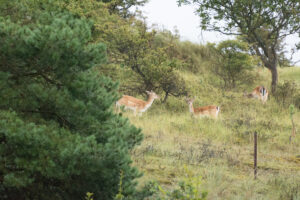 154-2014-08-24 Waterleidingduinen
