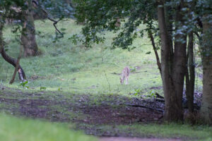 012-2014-08-24 Waterleidingduinen