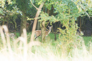 066-2014-08-24 Waterleidingduinen