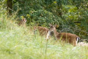 107-2014-08-24 Waterleidingduinen