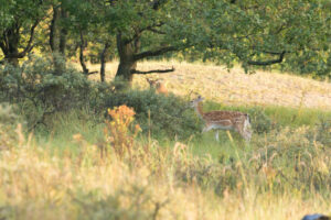 058-2014-08-24 Waterleidingduinen