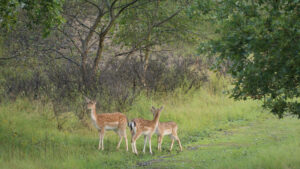 087-2014-08-24 Waterleidingduinen