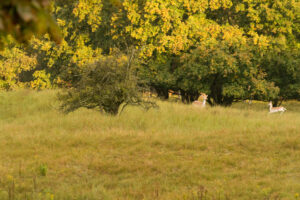 035-2014-08-24 Waterleidingduinen