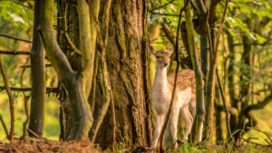 047-2014-08-24 Waterleidingduinen