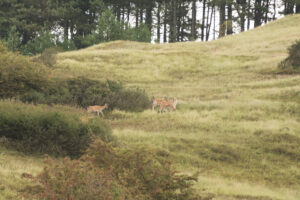 189-2014-08-24 Waterleidingduinen