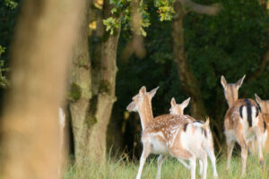 065-2014-08-24 Waterleidingduinen