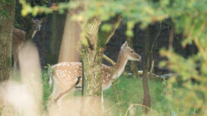 067-2014-08-24 Waterleidingduinen