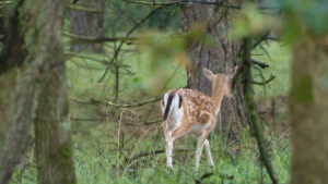 096-2014-08-24 Waterleidingduinen