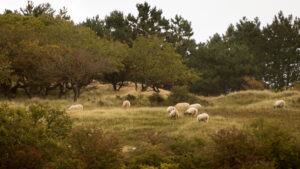 188-2014-08-24 Waterleidingduinen