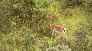 127-2014-08-24 Waterleidingduinen