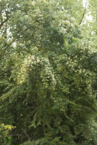 114-2014-08-24 Waterleidingduinen