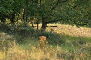 056-2014-08-24 Waterleidingduinen