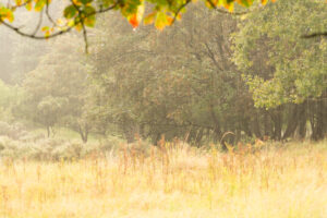 037-2014-08-24 Waterleidingduinen