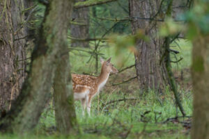 093-2014-08-24 Waterleidingduinen