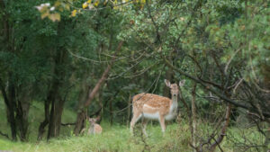 016-2014-08-24 Waterleidingduinen