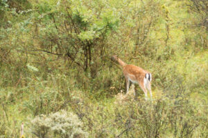 129-2014-08-24 Waterleidingduinen