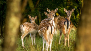 064-2014-08-24 Waterleidingduinen