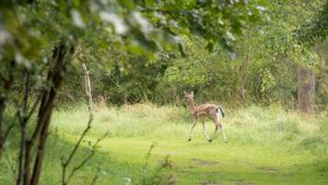109-2014-08-24 Waterleidingduinen