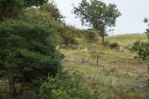 156-2014-08-24 Waterleidingduinen