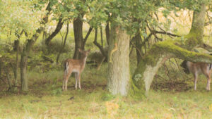 026-2014-08-24 Waterleidingduinen