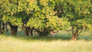 045-2014-08-24 Waterleidingduinen