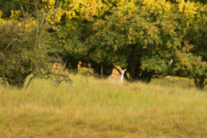 029-2014-08-24 Waterleidingduinen