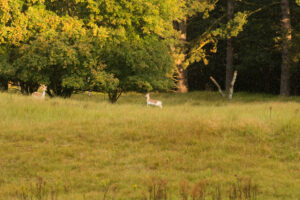 033-2014-08-24 Waterleidingduinen
