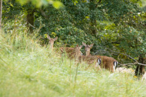 104-2014-08-24 Waterleidingduinen