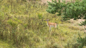 136-2014-08-24 Waterleidingduinen