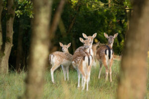 062-2014-08-24 Waterleidingduinen