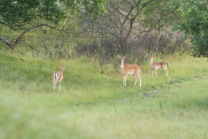 078-2014-08-24 Waterleidingduinen