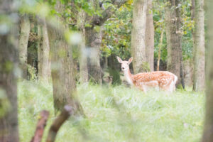 014-2014-08-24 Waterleidingduinen