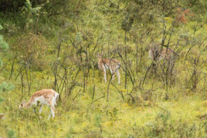 138-2014-08-24 Waterleidingduinen