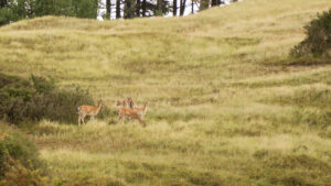 190-2014-08-24 Waterleidingduinen
