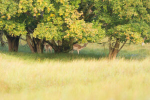 041-2014-08-24 Waterleidingduinen