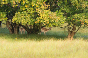 044-2014-08-24 Waterleidingduinen