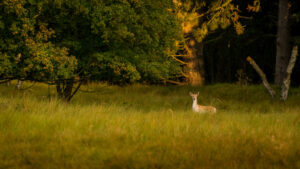 031-2014-08-24 Waterleidingduinen