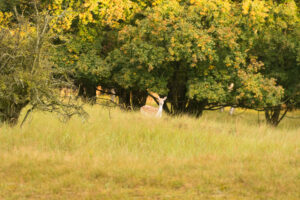 030-2014-08-24 Waterleidingduinen