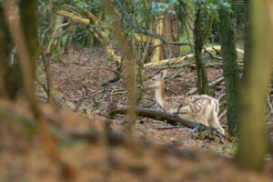 049-2014-08-24 Waterleidingduinen