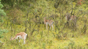 137-2014-08-24 Waterleidingduinen