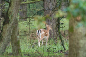 094-2014-08-24 Waterleidingduinen