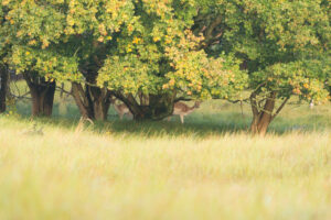 040-2014-08-24 Waterleidingduinen