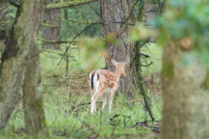095-2014-08-24 Waterleidingduinen