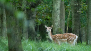 015-2014-08-24 Waterleidingduinen