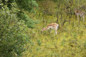 139-2014-08-24 Waterleidingduinen